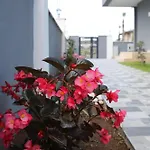 Bliss * كمر